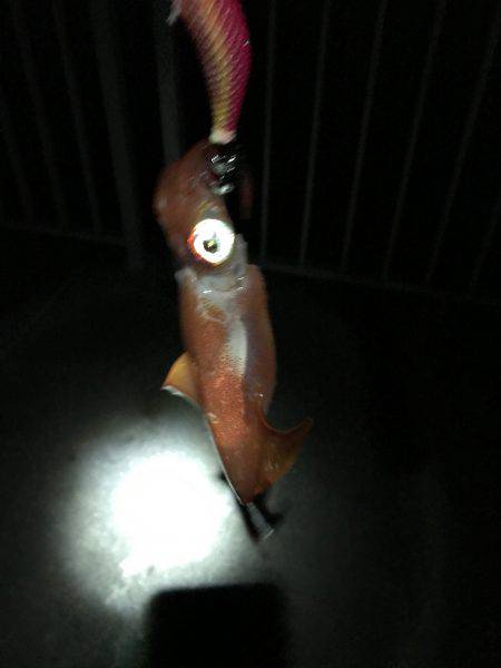 大蔵海岸で夜エギング、ショアジギング