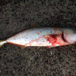 サゴシ祭り22おまけにハマチ