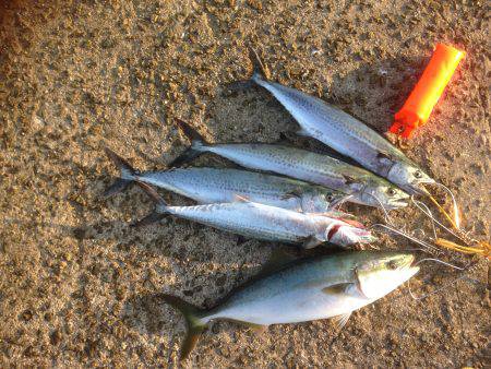 ハマチがワンでサゴシがセブン