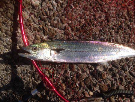 タチフォーからのサゴフォー