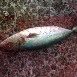 ハマツーのちサゴツー