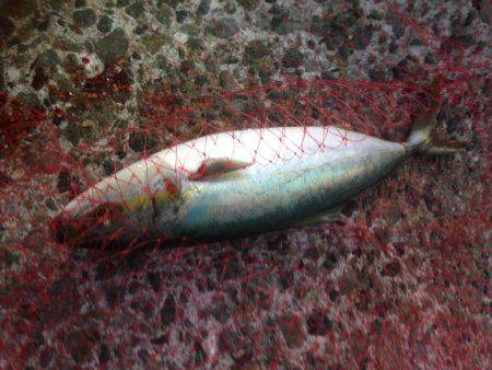 ハマツーのちサゴツー