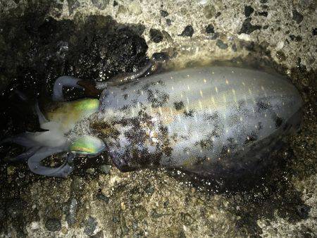 エギングのちアジング