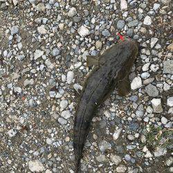 メッキ狙いでまさかの・・・