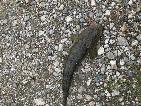 メッキ狙いでまさかの・・・