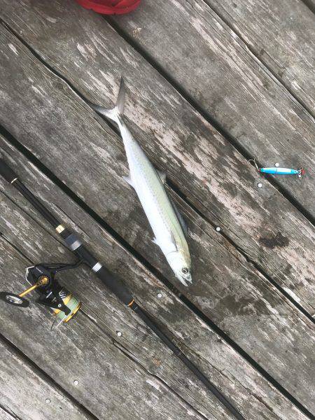 サゴシ、アジなど 筏ショアジギングで。