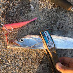 ワインド、FLAPでタチウオ