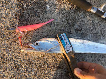 ワインド、FLAPでタチウオ