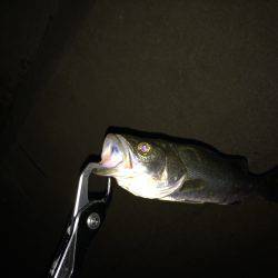 サイズが伸びず。