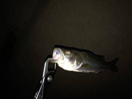 サイズが伸びず。