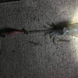 大潮なのに渋いね〜