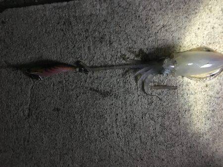 大潮なのに渋いね〜