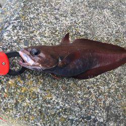 穴釣り ロックフィッシュ