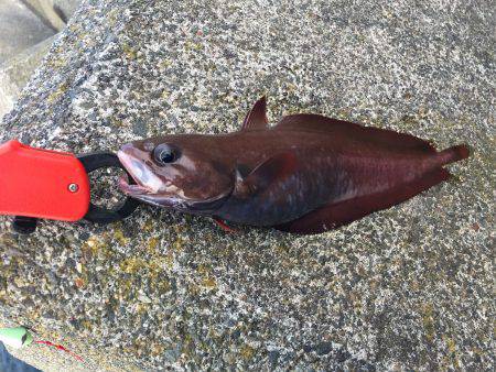 穴釣り ロックフィッシュ