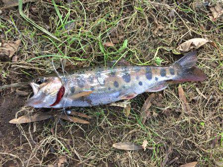 ニジマス ヤマメ