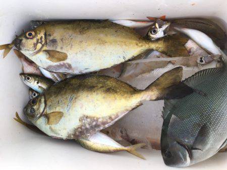 夕マズメ。久しぶりの唐泊漁港で釣り。