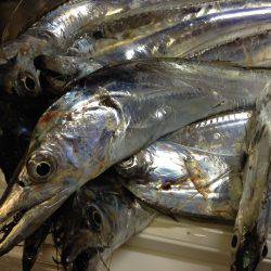 台風前のタチウオ