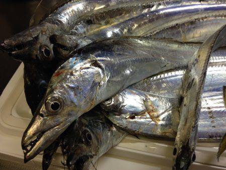 台風前のタチウオ