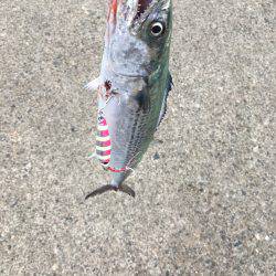 ショアジギング