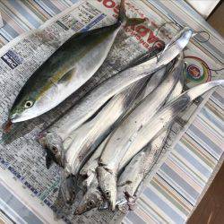 ツバス(48cm)タチウオ