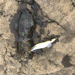 アオリイカ釣行 朝7時半から14時半まで。