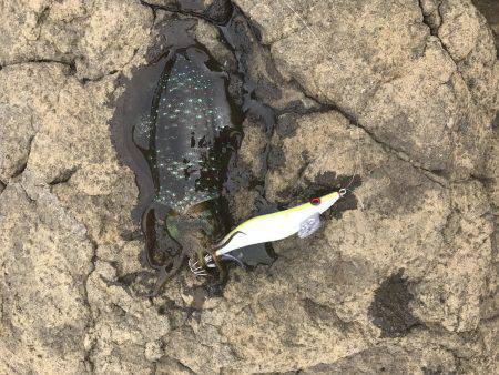 アオリイカ釣行 朝7時半から14時半まで。