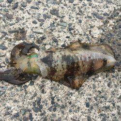 今シーズン初のヤエン