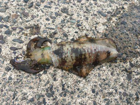 今シーズン初のヤエン