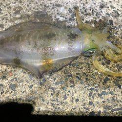 1泊2日の釣行 1日目