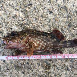 北公園にてガシリング