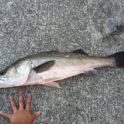 河口付近にて80cm越えシーバス 午後19時