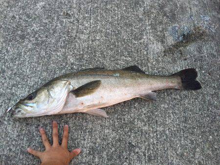河口付近にて80cm越えシーバス 午後19時