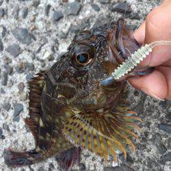 ライトゲーム遊び