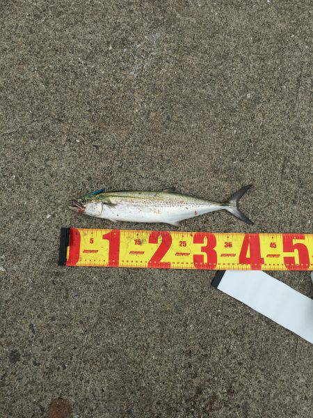 ポーアイ北公園でサゴシ×4、ダツ、タチウオ…