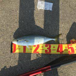 ポーアイ北公園でハマチ40センチ