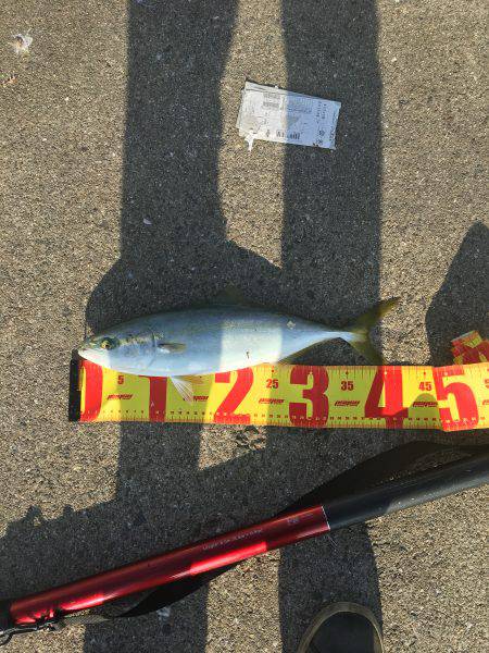ポーアイ北公園でハマチ40センチ