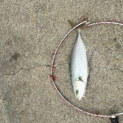 ポーアイ北公園、昼からでも青物！