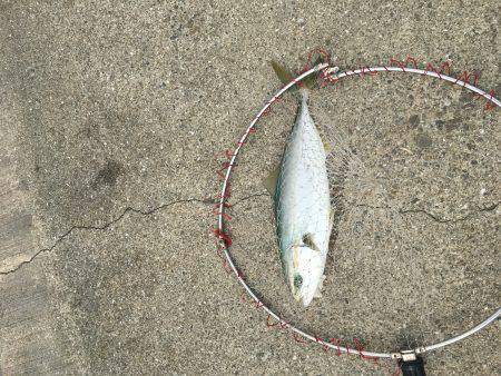 ポーアイ北公園、昼からでも青物！