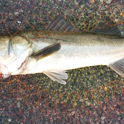 神戸湾奥マイワシパターンシーバス