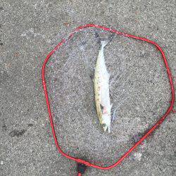 ポーアイ北公園、真昼間サクッと釣行でもサゴシ