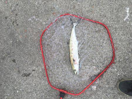 ポーアイ北公園、真昼間サクッと釣行でもサゴシ