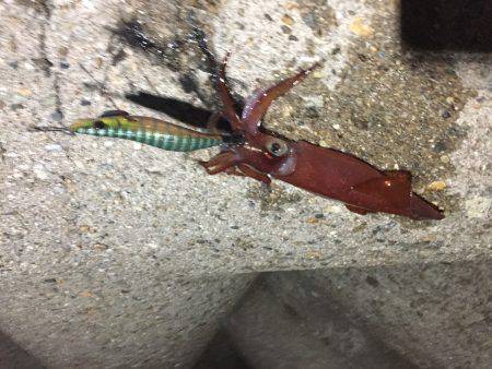 ダブルもあるよ！