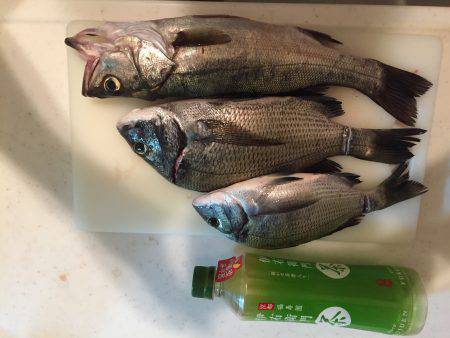 白浜 フカセ チヌ