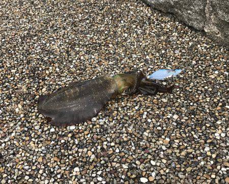 新子さんいらっしゃい♪