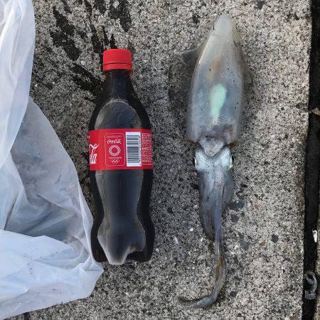 タチウオもアオリもダメでした