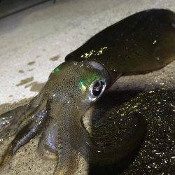 夕まずめエギング