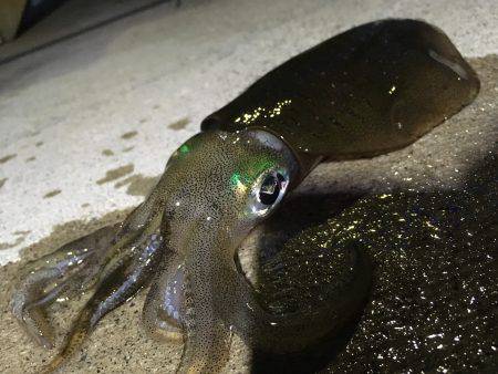 夕まずめエギング