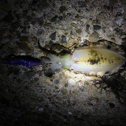 アタリはあるものの