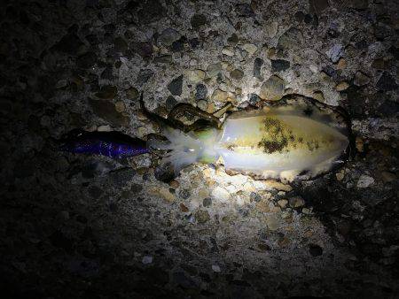 アタリはあるものの