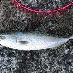 ハマチ・タチウオ